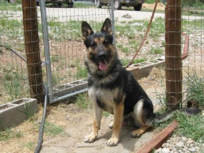 New Life For A Once Condemned Dog Image